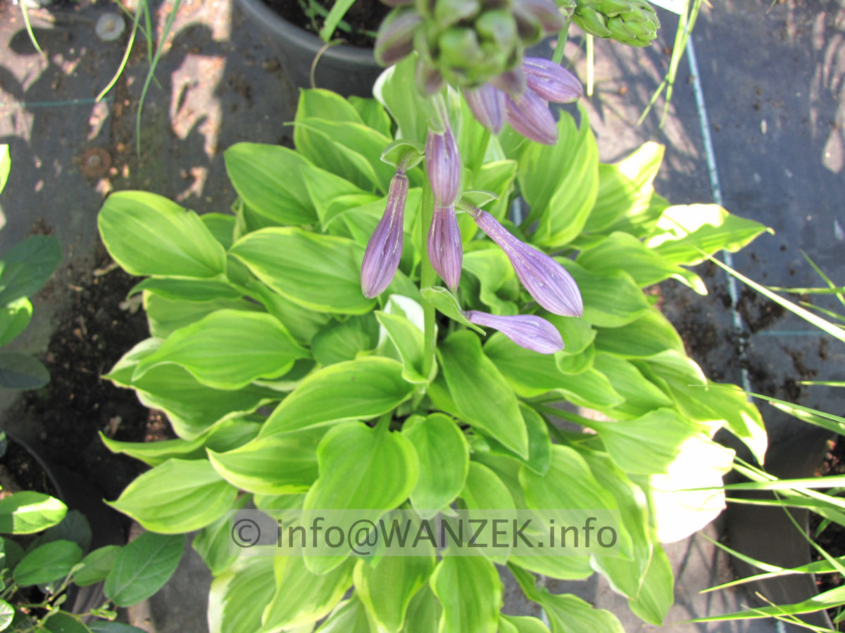 Hosta nakaiana Golden Tiara 03.JPG